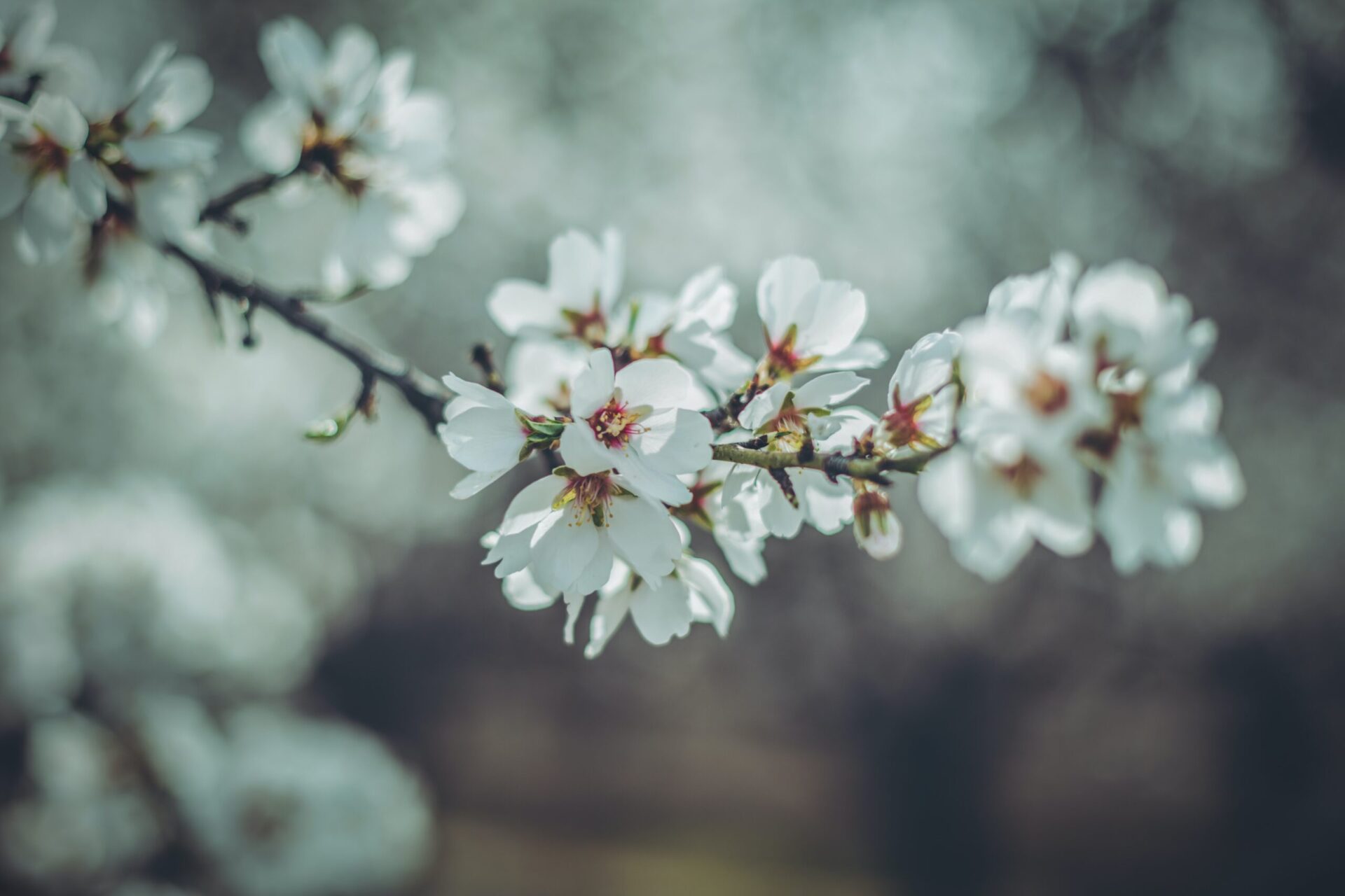 Photograph of almond blossoms